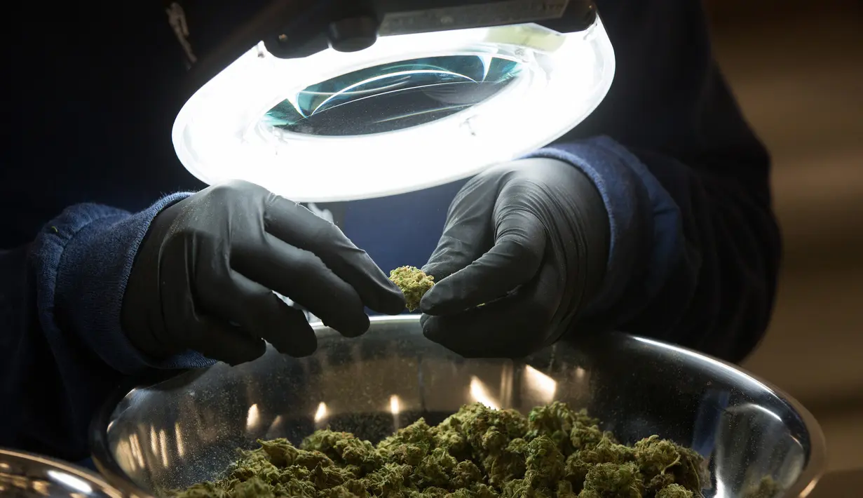 Pekerja memeriksa bunga ganja medis di Tweed INC., Smith Falls, Ontario, Kanada (5/12). Kanada telah melegalkan ganja untuk kepentingan medis dan rekreasi. (AFP Photo/Lars Hagberg)