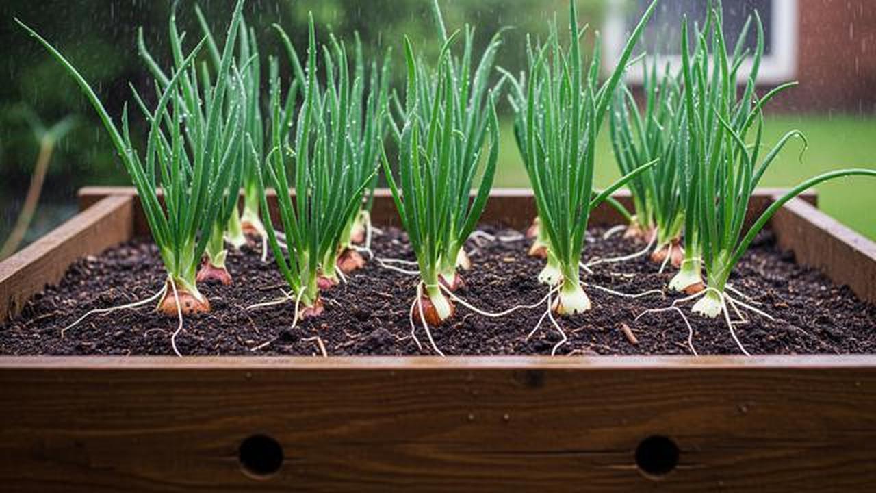 7 Tips Menanam Daun Bawang Agar Tidak Busuk Saat Musim Hujan dan Hasil Panen Melimpah