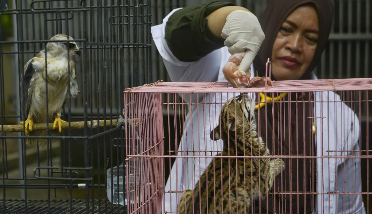 Dokter hewan memberi makan macan akar/kucing hutan hasil sitaan Balai Konservasi Sumber Daya Alam (BKSDA) Aceh di Banda Aceh, Kamis (26/9/2019). BKSDA Aceh menyita macan akar, burung elang tikus dan rangkong badak yang merupakan satwa langka dan dilindungi peliharaan warga. (CHAIDEER MAHYUDDIN/AFP)