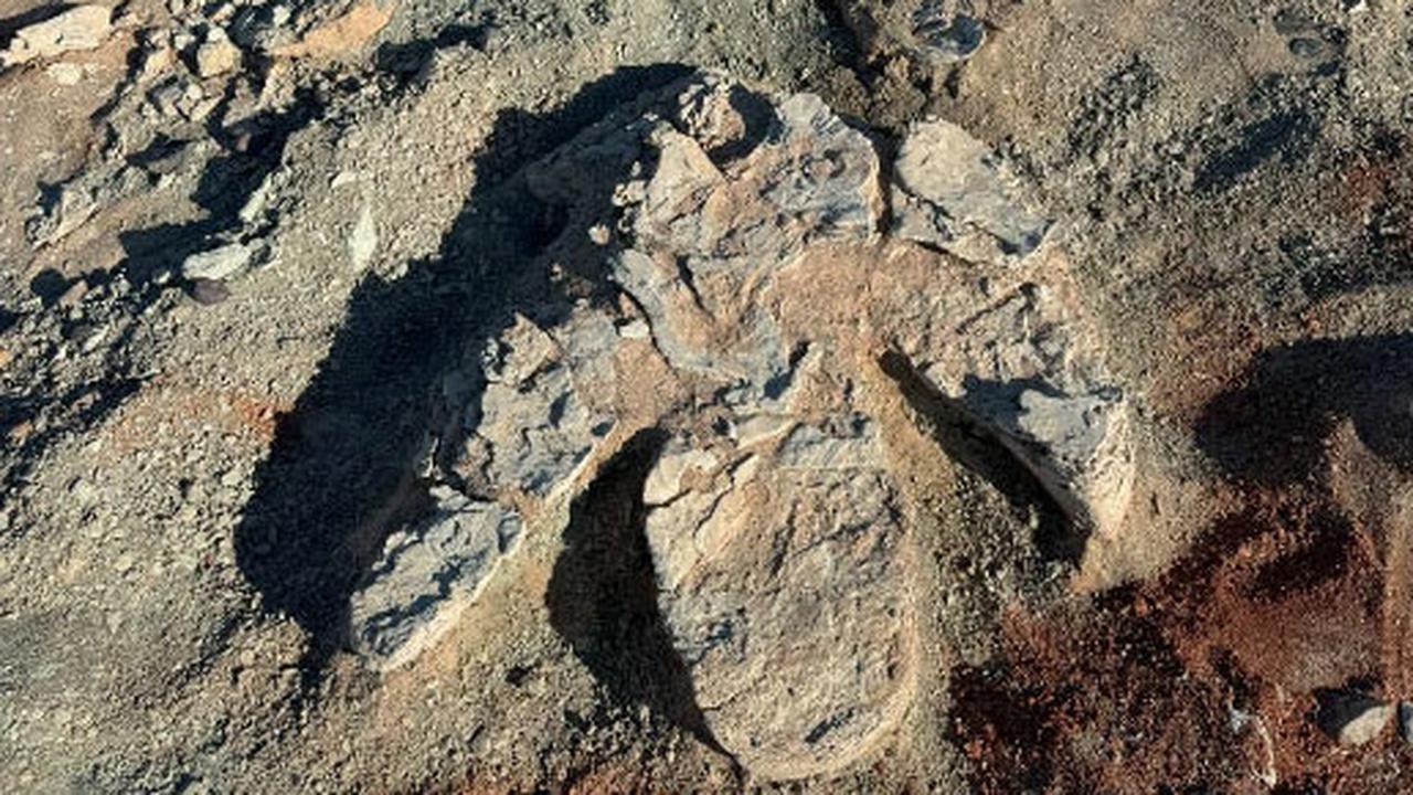 Ilmuwan Temukan Jejak Kaki Dinosaurus Berusia 70 Juta Tahun, Hidup, Ukurannya Hampir 1 Meter