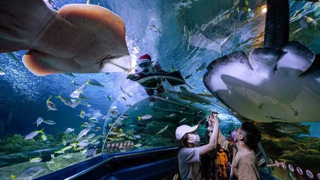 FOTO: Sambut Natal, Sinterklas Beri Makan Ikan di Aquaria KLCC Malaysia