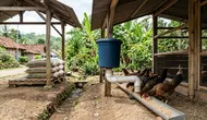 7 Cara Membuat Area Pakan Ayam yang Tidak Mudah Terkena Air Hujan agar Tetap Kering