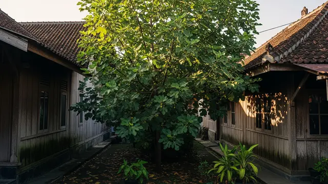 Pohon Buah yang Tidak Membuat Tetangga Khawatir karena Akarnya Terkendali
