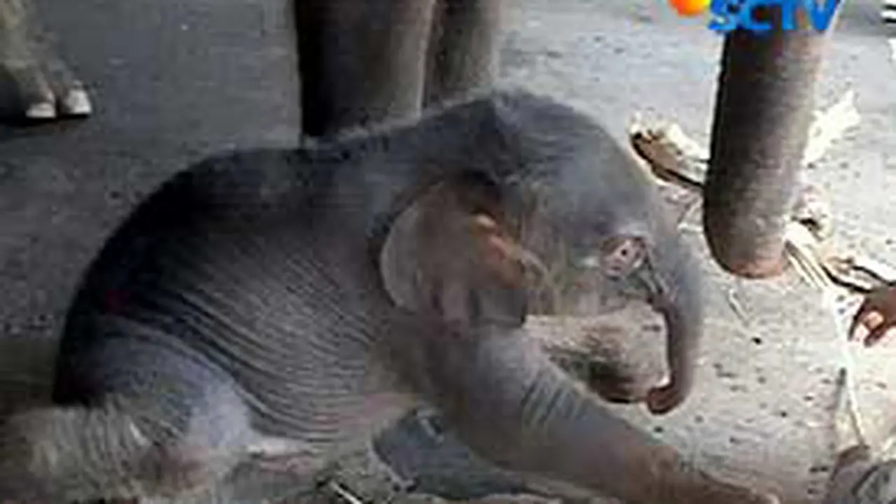 090911bgajah.jpg