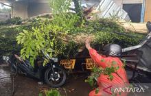 BPBD Cianjur Lakukan Penanganan Cepat Pohon Tumbang di Puncak, Satu Pemotor Tewas