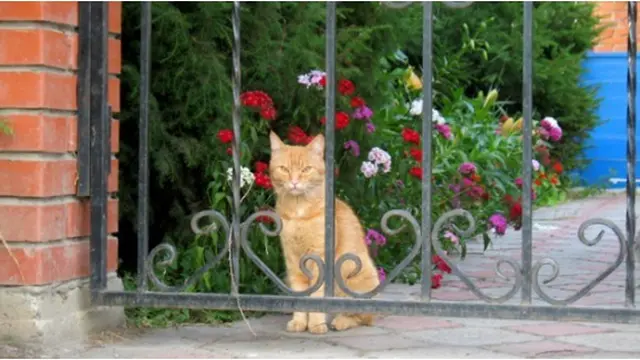 Courtesy ListVerse.com