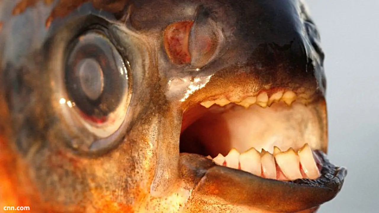 ikan-pacu-b-130812b.jpg