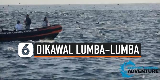 VIDEO: Wow! Kapal Ini Dikawal Ratusan Lumba-lumba