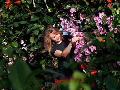 Petugas menata tanaman anggrek selama pratinjau pers festival tahunan anggrek di Kew Gardens, London, Kamis (7/2). Tim yang terdiri dari pakar hortikultura memerlukan waktu 30 hari untuk memasang 6.200 anggrek dalam festival ini. (AP/Alastair Grant)