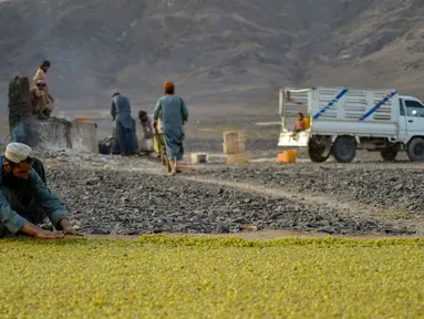 Petani meletakkan anggur ke tanah untuk dikeringkan saat membuat kismis di Kandahar, Afghanistan, 6 September 2021. (JAVED TANVEER/AFP)