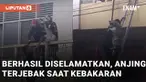 Seekor anjing terjebak di dalam rumah saat kebakaran mengundang perhatian