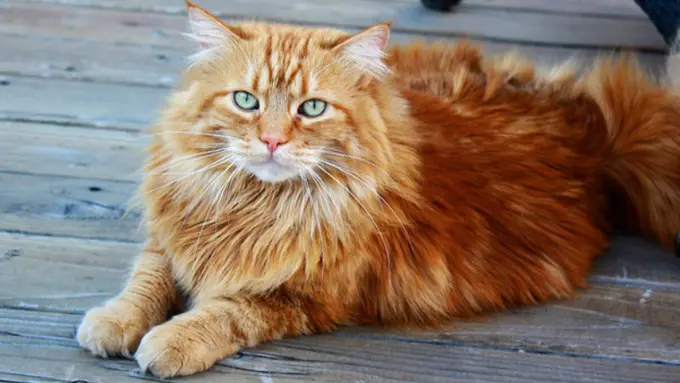 15 Kucing Menggemaskan Siap Temanimu Memulai Aktivitas Hari Ini