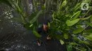 Pekerja menanam bibit bakau jenis Rhizophora di Kawasan Hutan Lindung  Angke, Jakarta Utara, Sabtu (31/10/2020). Pemprov DKI melakukan penanaman sebanyak 160 ribu bibit bakau yang ditanam sebagai upaya perlindungan dan konservasi kawasan pesisir Jakarta. (merdeka.com/Imam Buhori)