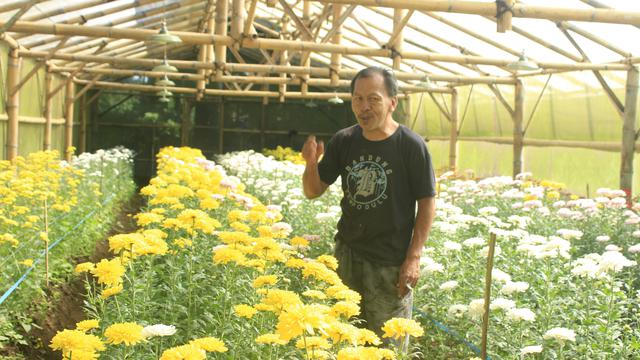 Untung Rugi Festival Bunga Tomohon bagi Para Petani Lokal