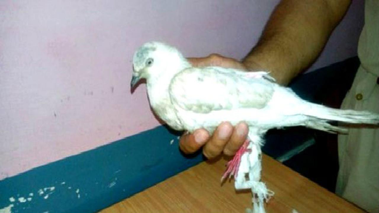 Merpati 'James Bond' Ditahan Polisi