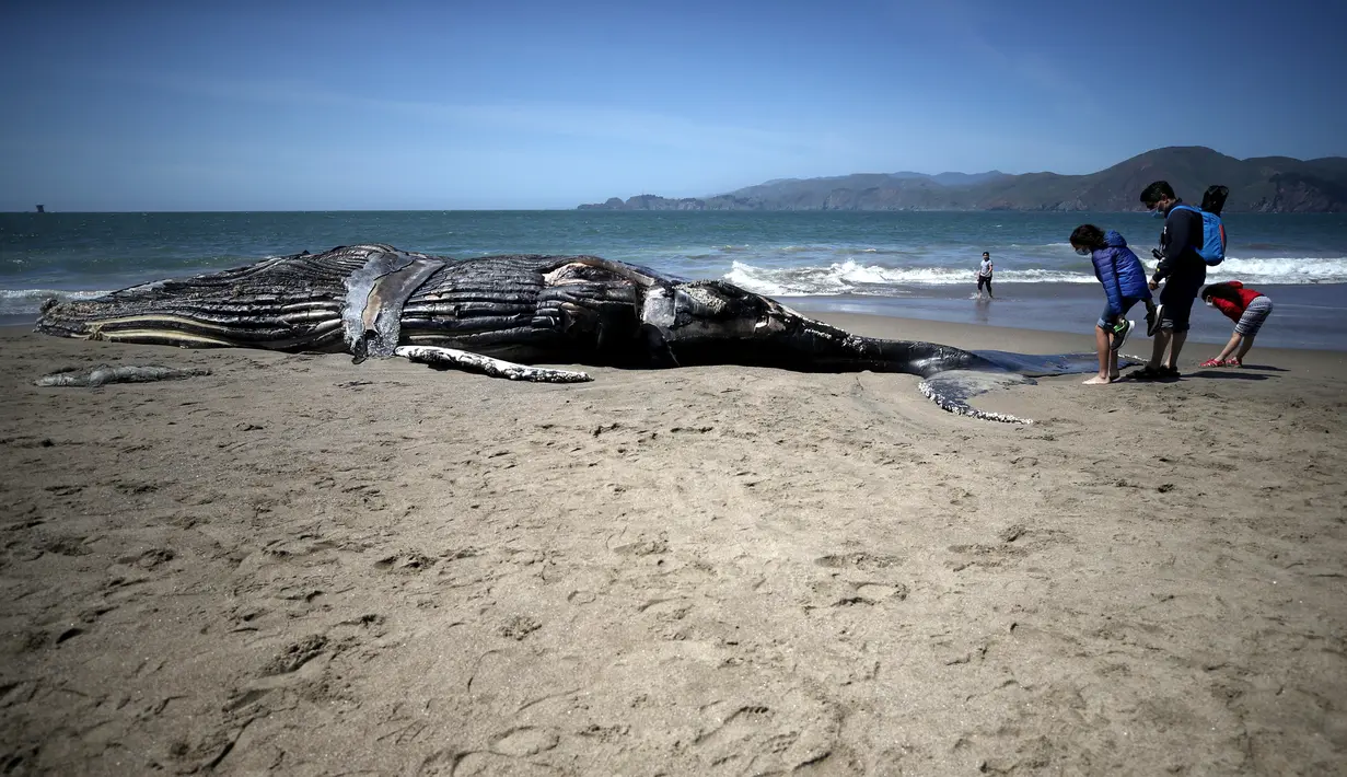 Para pengunjung pantai melihat Paus Humpback remaja yang mati di Pantai Baker di San Francisco, California (21/4/2020). Para ilmuwan dengan Pusat Mamalia Laut melakukan necropsy parsial pada Paus Bungkuk Humpback remaja yang membusuk di dekat Jembatan Golden Gate. (Justin Sullivan/Getty Images/AFP)