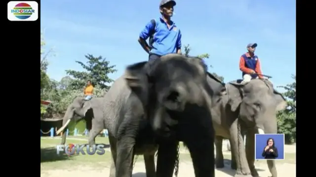 Taman Hutan Raya di Kabupaten Siak, Riau, miliki pusat pelatihan gajah untuk membantu atasi konflik gajah liar dengan warga.