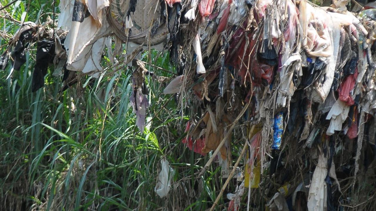Dalam aksinya, mereka turut membersihkan sampah plastik yang tersangkut pada ranting pohon.