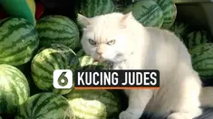 KUCING JUDES
