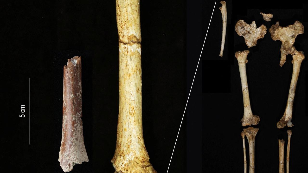 Ilmuwan Pecahkan Misteri Spesies Manusia Purba di Indonesia, Temukan Tulang Tangan Manusia 'Hobbit' di Flores yang Hidup 700.000 Tahun Lalu
