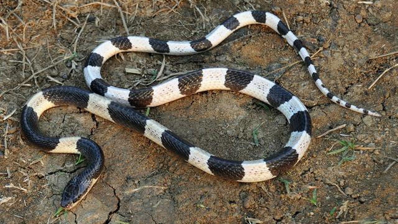 Perbedaan Anak Ular Kobra dan Ular Weling yang Sering Muncul di Kebun, Waspada saat Musim Hujan