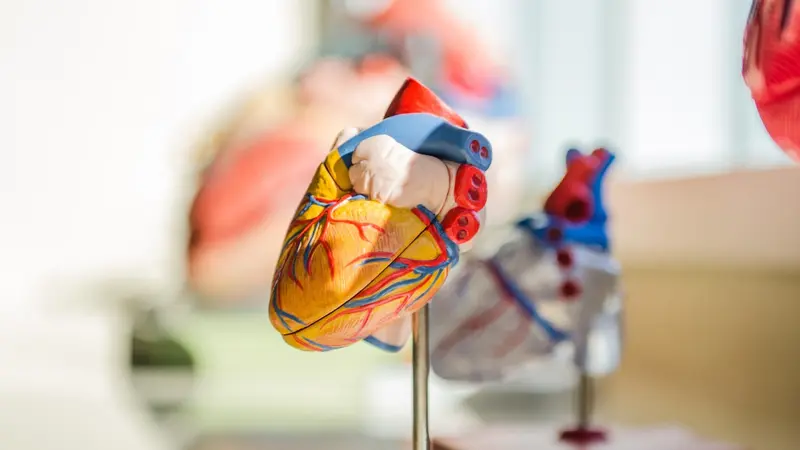 Ilustrasi jantung, sistem peredaran darah, organ tubuh