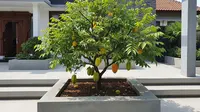 10 Pohon Buah yang Cocok untuk Halaman Cor Beton dan Minim Tanah, Mudah Beradaptasi