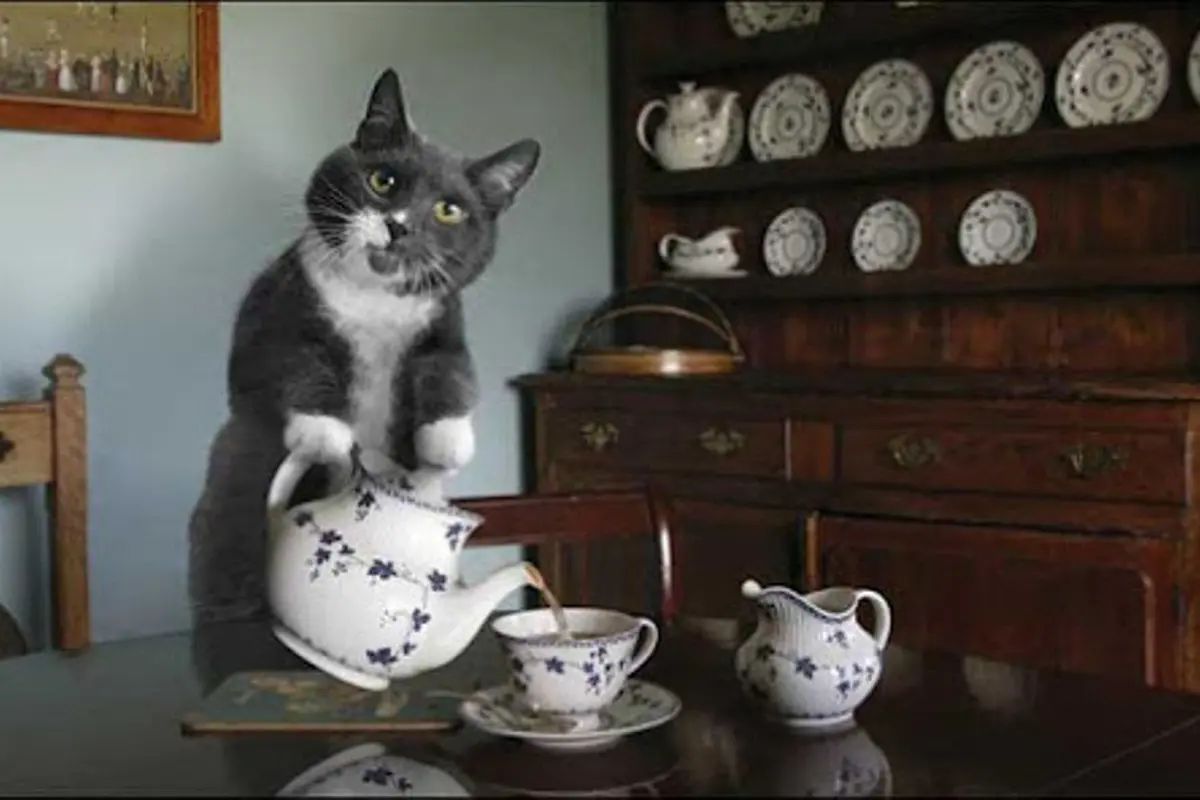 Tak Hanya Manusia, Kucing Juga Miliki Pekerjaan
