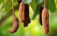 Cara Mudah Olah Asam Jawa sebagai Obat Tradisional untuk Menurunkan Kolesterol Jahat dan Trigliserida