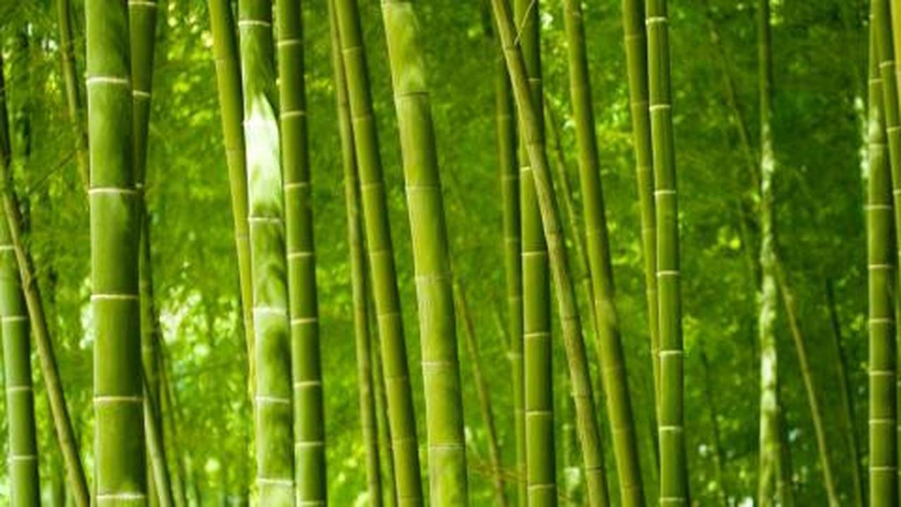 Sidang kasus pemotongan bambu harus dihentikan