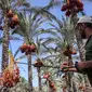 Seorang petani menarik tali saat menurunkan buah kurma dari pohonnya selama panen tahunan di Deir al-Balah di Jalur Gaza tengah (24/9/2019). Warga Palestina yang tinggal di Deir al-Balah tengah sibuk dengan hasil panen kurmanya yang melimpah. (AFP Photo/Said Khatib)