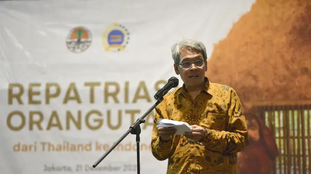 3 Orangutan Korban Perdagangan Satwa Ilegal Pulang ke Indonesia dari Thailand