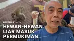 Sejumlah hewan liar secara bersamaan masuk ke permukiman warga di sejumlah wilayah. Mulai dari babi hutan, ular piton raksasa, hingga kawanan monyet liar yang menyerang warga.