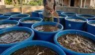 Cara Meningkatkan Bobot Ikan Lele agar Cepat Besar dan Ukuran Panen Lebih Maksimal