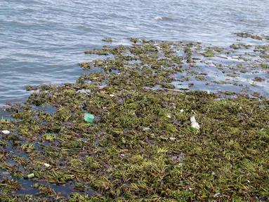 Tanaman eceng gondok memenuhi pantai Kelurahan Pohe, Gorontalo, Jumat (22/2). Tanaman ini berasal dari Danau Limboto yang terbawa arus sungai hingga ke Teluk Gorontalo dan memenuhi pinggiran pantai di desa-desa sekitar. (Liputan6.com/Arfandi Ibrahim)