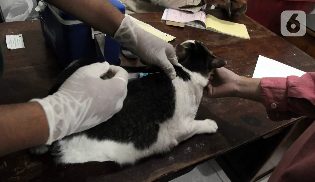 Sebab, berbatasan dengan daerah yang belum bebas rabies dan lalu lintas HPR yang tinggi ke wilayah DKI. (merdeka.com/Imam Buhori)
