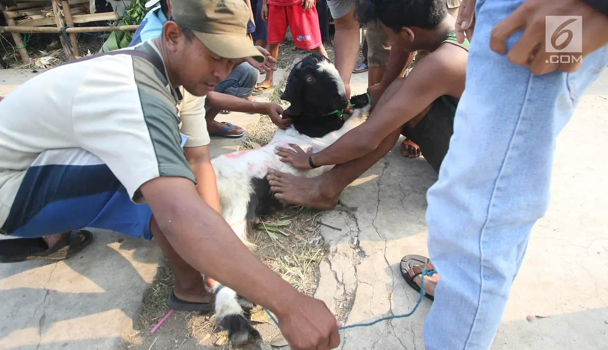 Pedagang mengikat kambing yang dibeli di kawasan Kemayoran, Jakarta, Kamis (31/8). H-1 jelang Idul Adha, hewan kurban mulai didistribusikan para pedagang kepada sejumlah pembeli di Ibukota. (Liputan6.com/Immanuel Antonius)