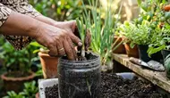 Cara Menanam Daun Bawang dari Batang, Panduan Lengkap agar Cepat Tumbuh dan Panen Berulang