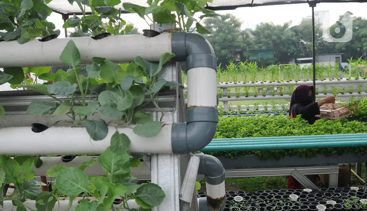 Warga kelompok tani Komplek AL Gandaria memanen sayuran di kebun Hidroponik di Radio Dalem, Jakarta, Senin (14/2/2022). Kebun yang dikelola mandiri warga ditanami sayuran kangkung, bayam brazil, seledri dan sawi ijo dengan rata-rata pendapatan sekitar Rp5 juta per bulan. (merdeka.com/Arie Basuki)