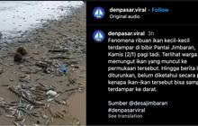 Viral Ribuan Ikan Mati Terdampar di Pantai Jimbaran, Ini 4 Faktor Diduga Jadi Penyebabnya