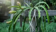 Cara Merawat Tanaman Buah Naga agar Tumbuh Subur dan Cepat Berbuah