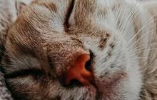 Makanan Kucing Umur 2 Bulan, Ketahui Aturan Pemberian Makannya