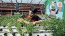 Anggota Karang Taruna RW 04 Kebon Baru saat melakukan perawatan sayuran yang ditanam dengan sistem hidroponik di Kebun Edukasi, Tebet, Jakarta Selatan, Selasa (19/7/2022). Selain budi daya sayuran, Kebun Edukasi yang dikelola oleh remaja karang taruna tersebut juga mengolah hasil panen menjadi produk ekonomis seperti dikirim ke pasar swalayan dan dijadikan makanan serta minuman. (merdeka.com/Iqbal S. Nugroho)