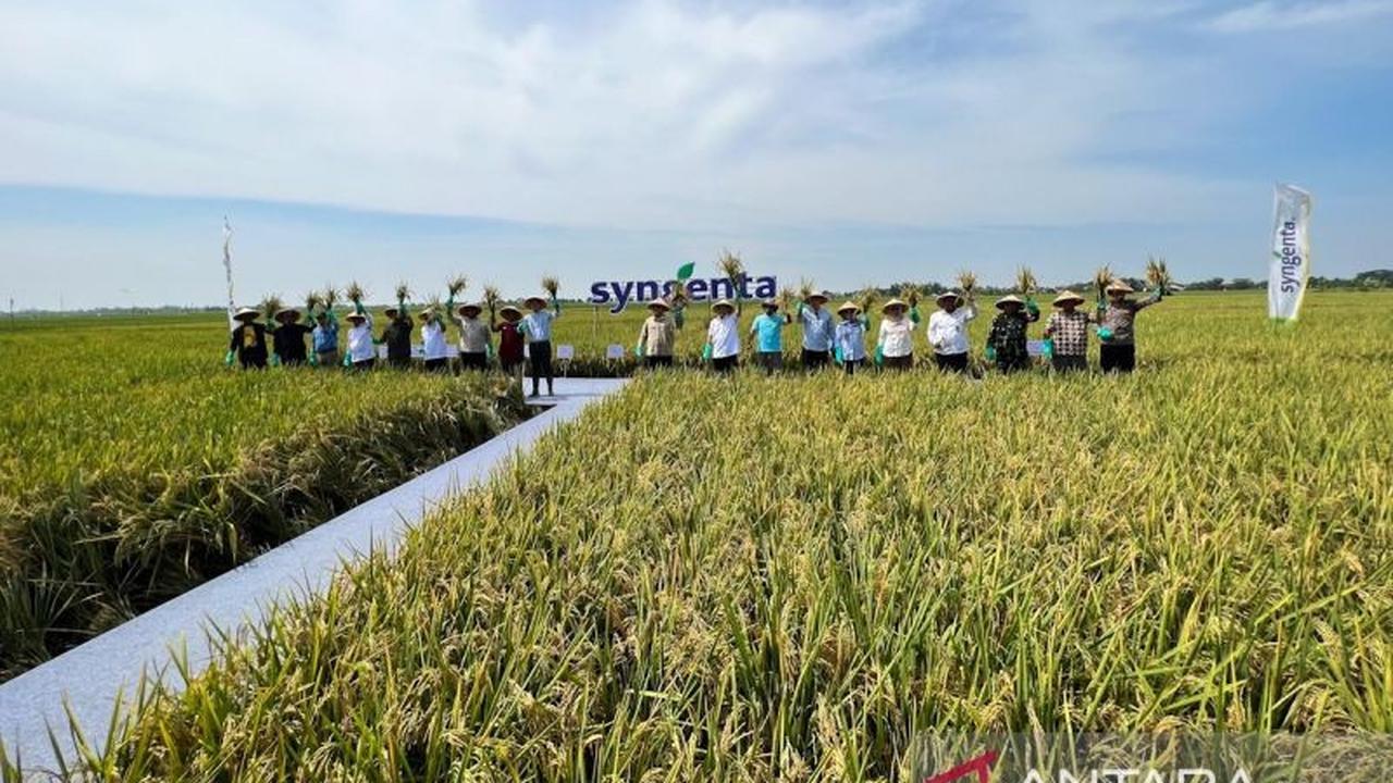 Fakta Menarik: Harga Gabah Rp6.500/Kg Tingkatkan Petani! BPH Migas Kawal BBM Subsidi, Sorotan Kebijakan Ekonomi Terkini
