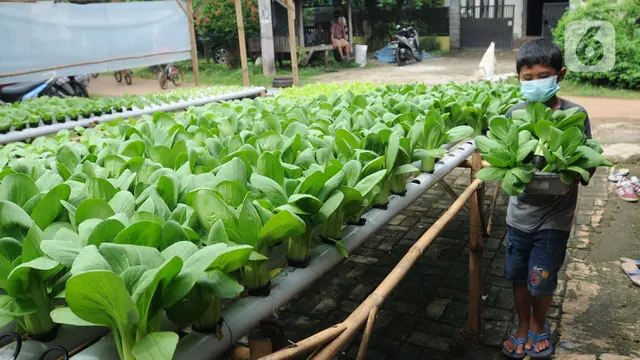 Panen Sayuran Hidroponik di Depan Rumah