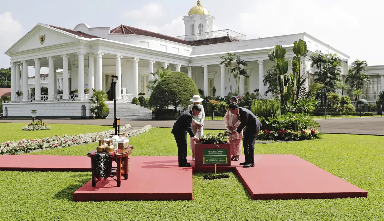 Presiden Jokowi dan Kaisar Naruhito melakukan seremoni penanaman pohon Gaharu. Begitu juga dengan Permaisuri Masako dan Iriana Jokowi. (Adi Weda/Pool Photo via AP)