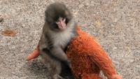 Punch the Monkey: From Abandoned Macaque Baby to Global Viral Sensation