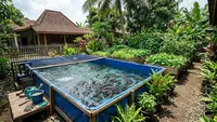 Trik Budidaya Lele Rumahan supaya Kolam Tetap Produktif Tanpa Sering Ganti Air Total