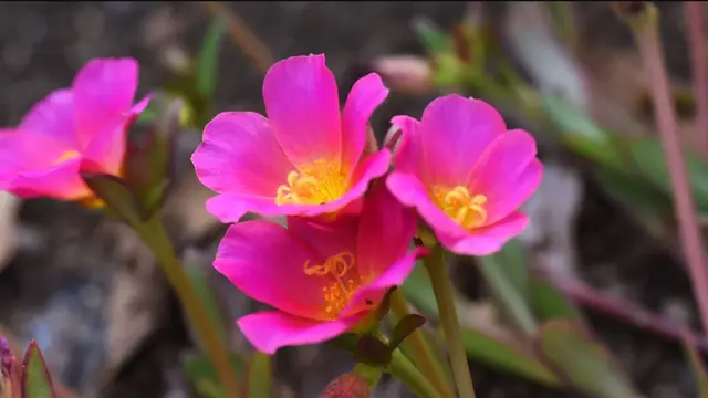 Bunga Portulaca (Foto: Three Bouquets)