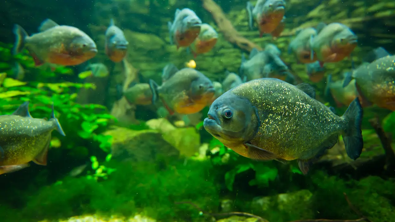Tragis, Bocah Ini Tewas Dimakan Ikan Piranha